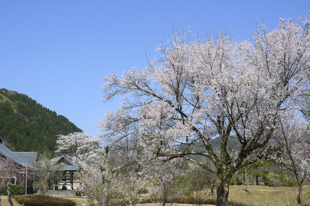 小次郎公園、桜 、４月の春の花、福井県越前市の観光・撮影スポット